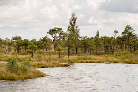 swamp view wtih lakes and footpathの写真素材