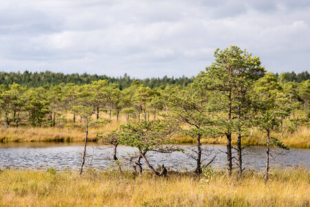 swamp view wtih lakes and footpathの写真素材