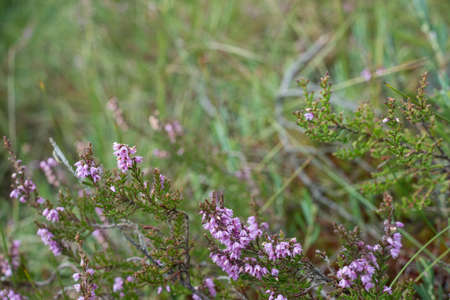 closeup of beautiful green plants with blur backgroundの写真素材