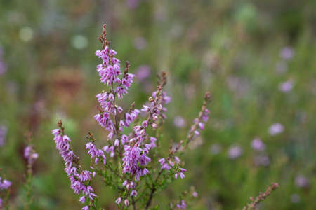 closeup of beautiful green plants with blur backgroundの写真素材