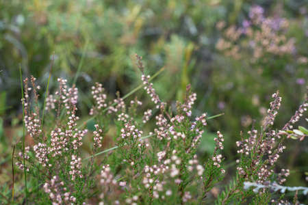 closeup of beautiful green plants with blur backgroundの写真素材