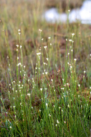 closeup of beautiful green plants with blur backgroundの写真素材