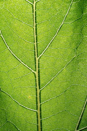 leaf macro pattern of greenの写真素材