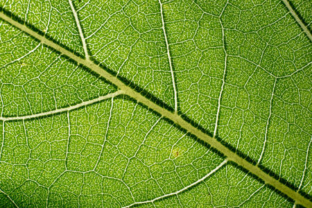 leaf macro pattern of greenの写真素材