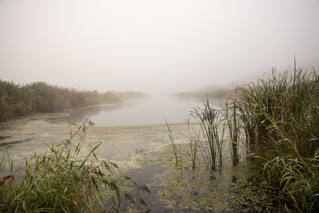 swamp view wtih lakes and footpathの写真素材