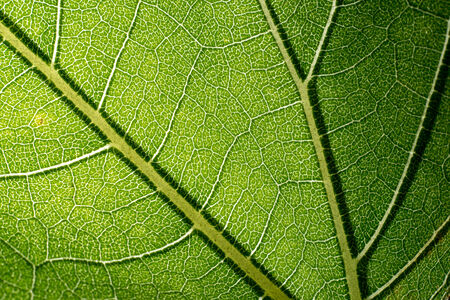 leaf macro pattern of greenの写真素材