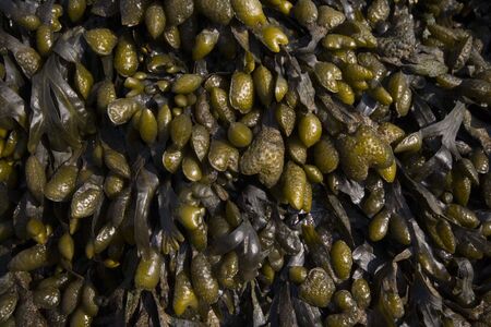 Detail of seaweedの写真素材