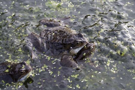 Mating frogs and spawnの写真素材