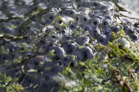 Frog spawn detailの写真素材