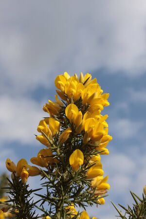 yellow gorse flowersの写真素材