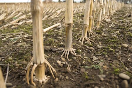 Corn stalks after harvestの写真素材