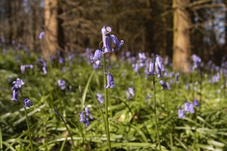 Bluebells in sunny meadowの写真素材