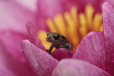  frog on a  lily in springの写真素材