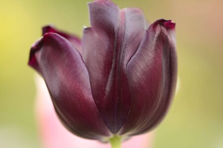 Purple tulip detailの写真素材