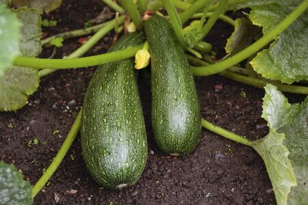 Marrows growing in gardenの写真素材