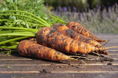 Freshly dug out carrots on garden table