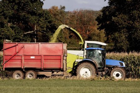 Corn harvest in late summer