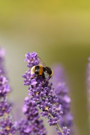 Bumblebee on purple flower closeup