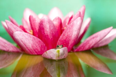 Juvenile frog on waterlily flowerの写真素材