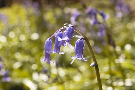 Purple flowers in sunny meadowの写真素材