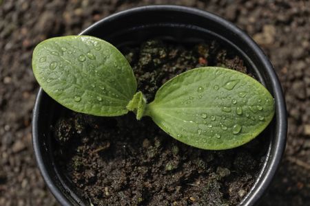 Vegetable seedling sprouting in potの写真素材