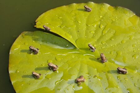 Baby frogs on waterlily leaf detailの写真素材