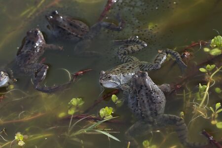 Frogs spawning in pondの写真素材