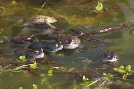 Frogs spawning in pondの写真素材