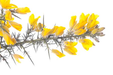 Spring flowers shrub isolated over whiteの写真素材