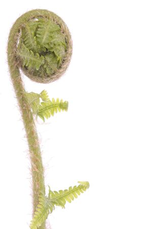 Curled fern frond over white backgroundの写真素材