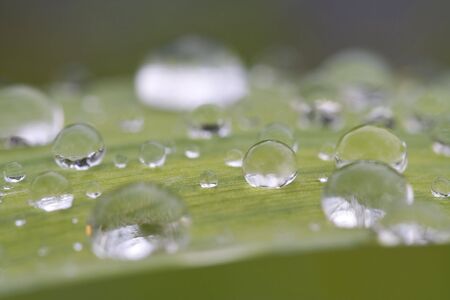 Water droplets on grass blade over white