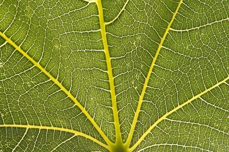 Fig leaf closeup showing veinsの写真素材