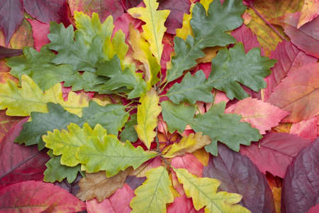 Autumn leaves on grass lawn closeup