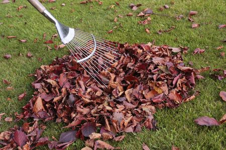 Pile of autumn leaves and rake on lawn