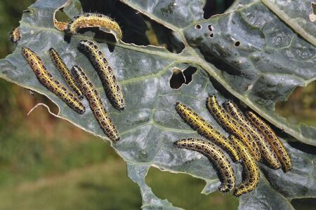 Cabbage leaf covered with caterpillas pest