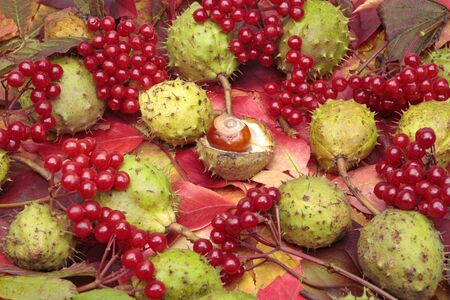 Chestnuts and autumn leaves closeupの写真素材