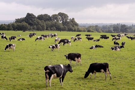 Cows grazing in fresh pasturesの写真素材
