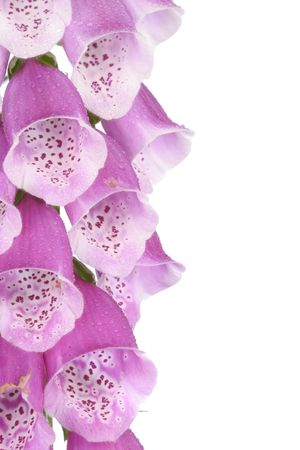 Bell shaped Flower foxglove  bloom closeupの写真素材