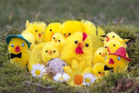 Easter chicks on grass backgroundの写真素材