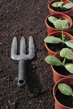 Vegetable seedlings closeup  growing in potsの写真素材