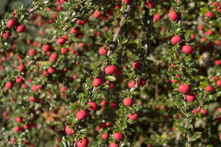 Red berries in autumn