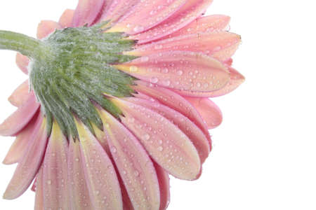 Pink Gerbera flower isolated on whiteの写真素材