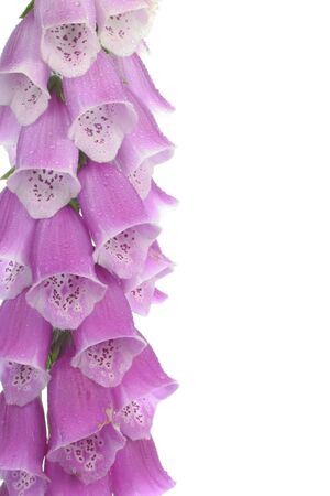 Purple foxglove flowers over whiteの写真素材