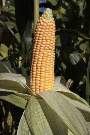 Ripe corn cob closeup growing in sun