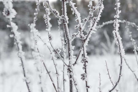 Winter landscape covered in snowの写真素材