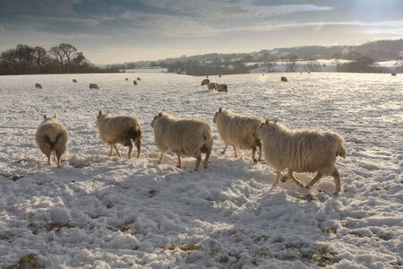 Winter landscape covered and sheep in snowの写真素材