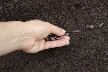 Planting of vegetable seeds in prepared soil rows
