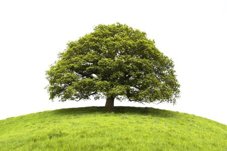 Tree and field isolated on white backgroundの写真素材