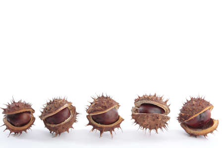 Chestnuts with seed pods over whiteの写真素材