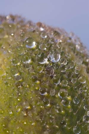 Water droplets on spring bud